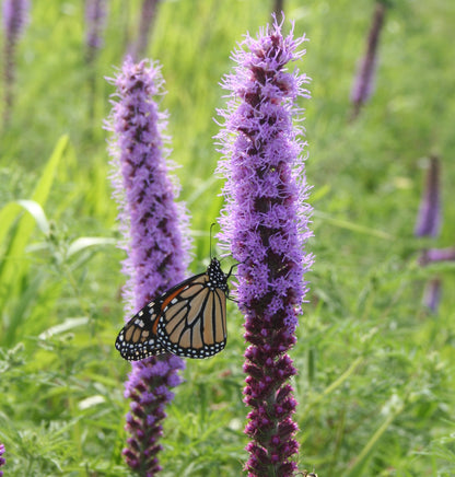 Prairie Blazing Star Plant - Liatris pycnostachya - 2" Plug