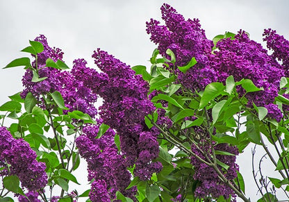 Monge Lilac