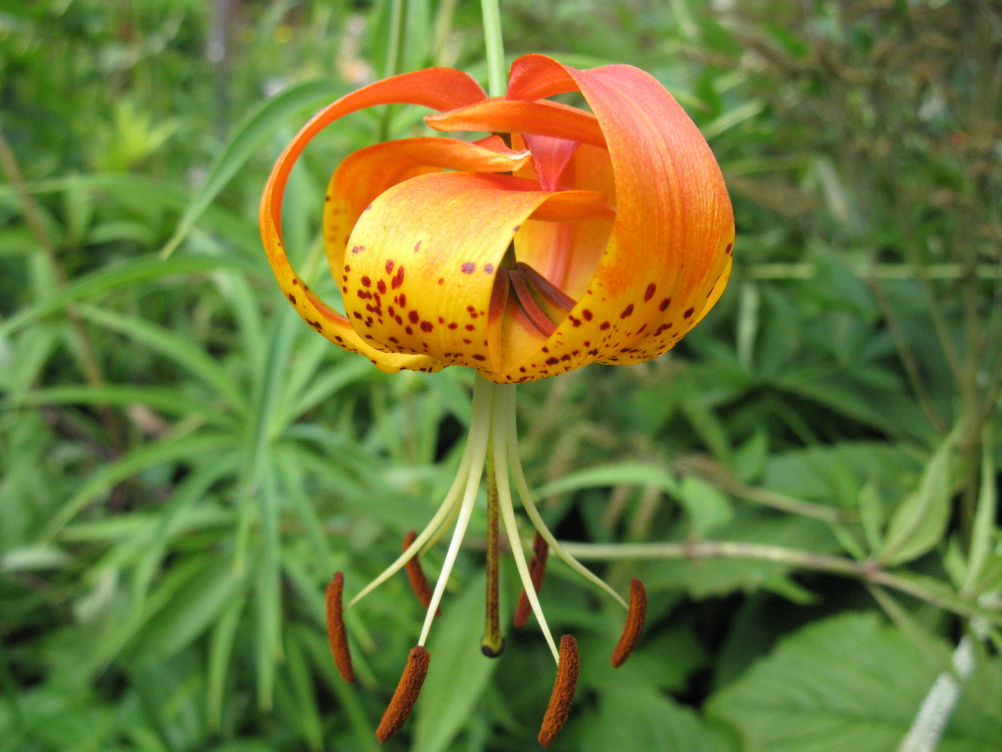 Lilium michiganense - Michigan Lily - Starter Plant