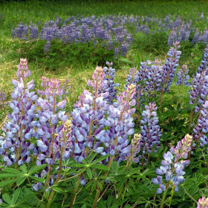 Sundial Lupine Plant - Lupinus perennis - 2" Plug