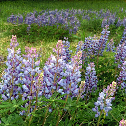 Sundial Lupine Plant - Lupinus perennis - 2" Plug