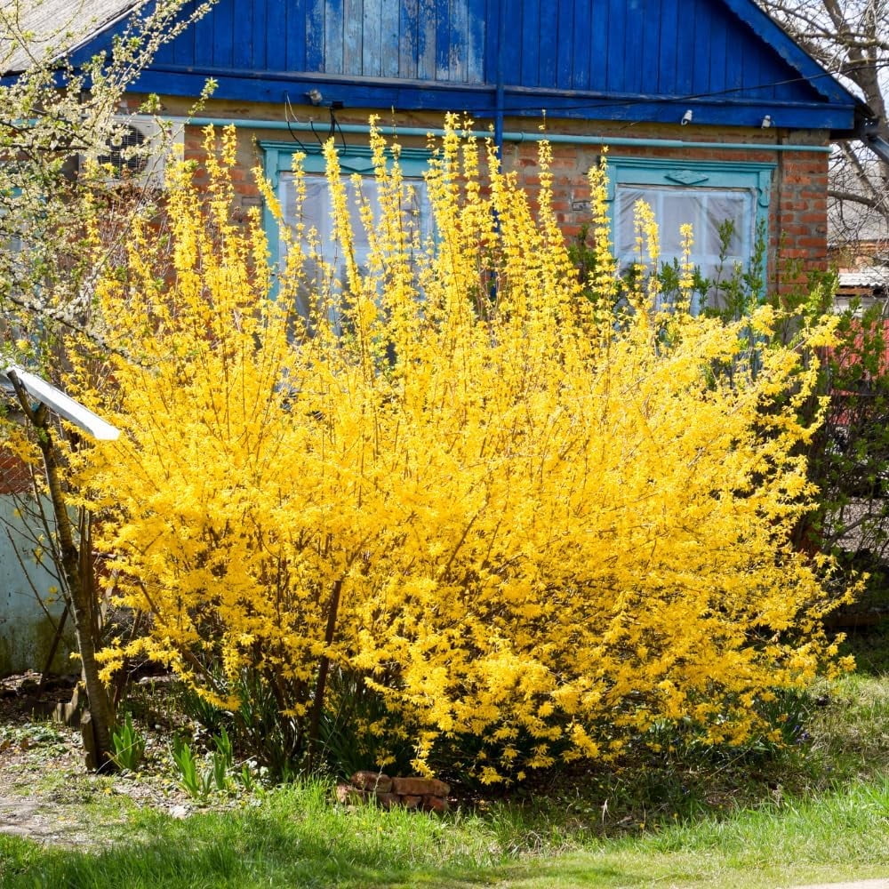 Lynnwood Gold Forsythia