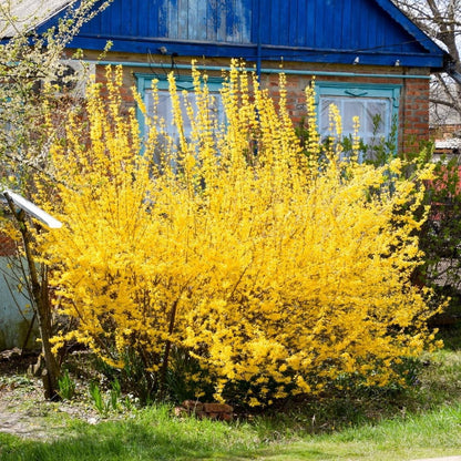 Lynnwood Gold Forsythia