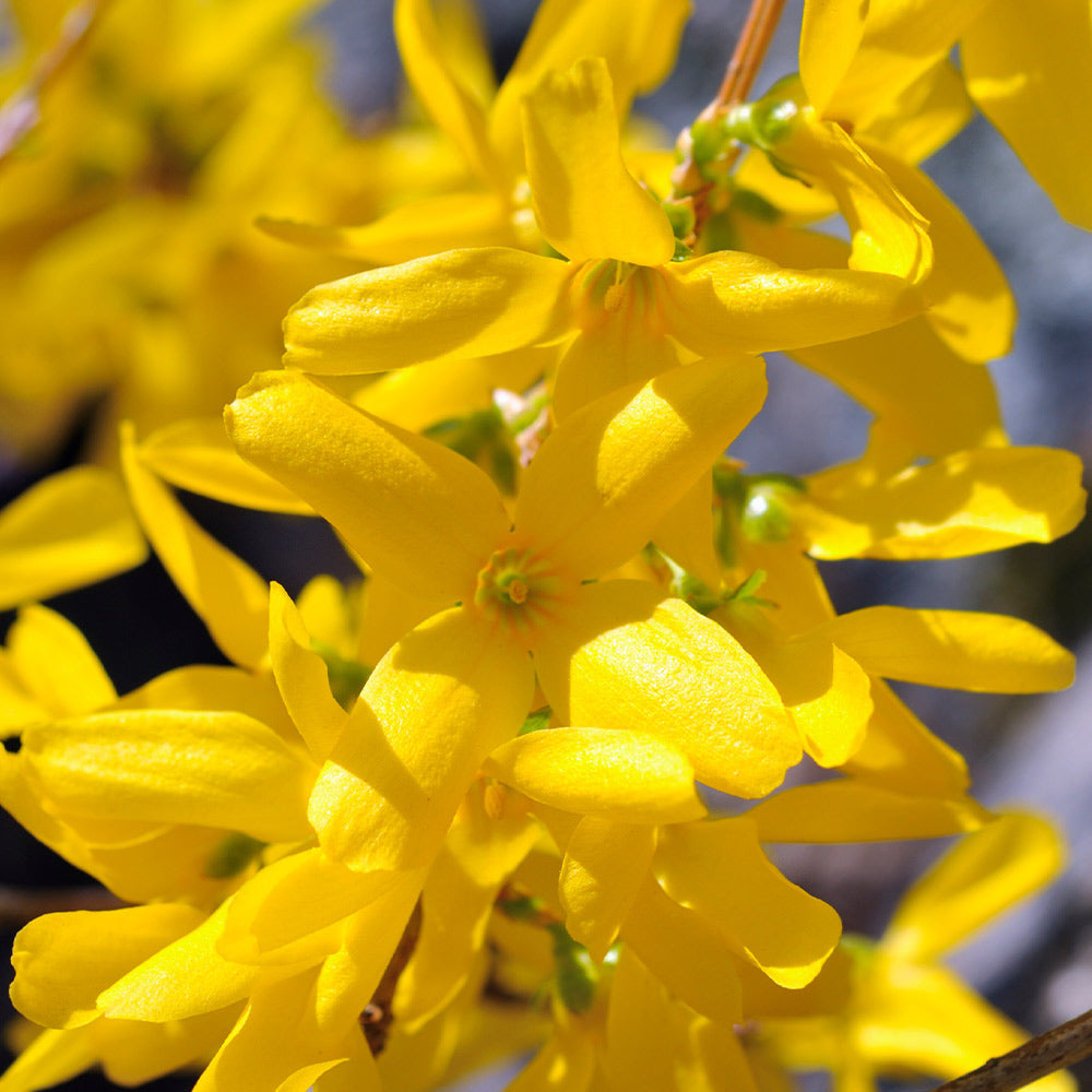 Lynnwood Gold Forsythia