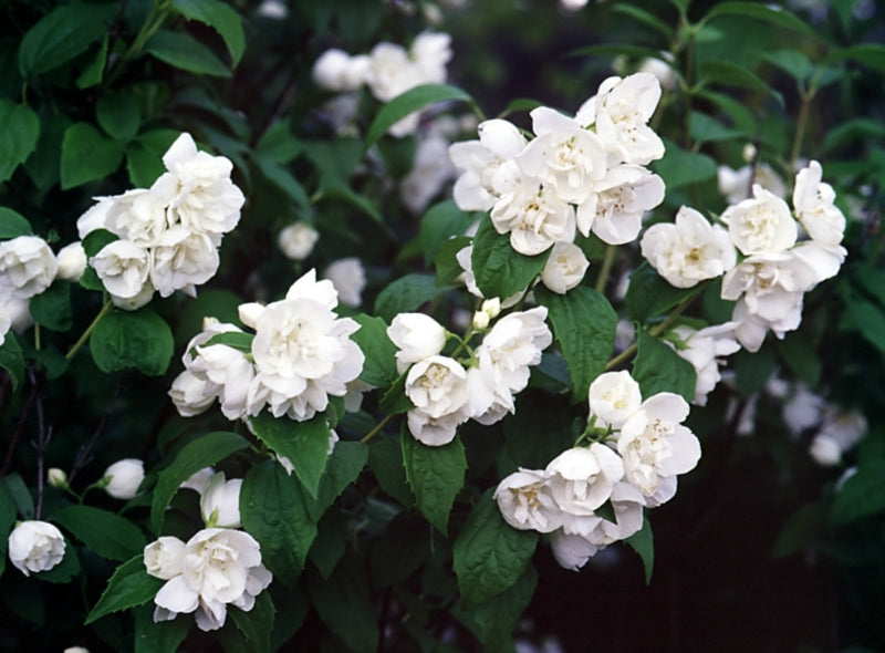 Minn Snowflake Mock Orange