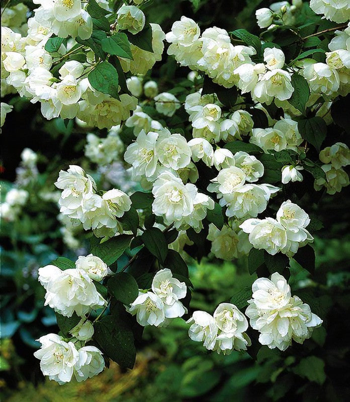Minn Snowflake Mock Orange
