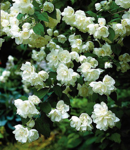 Minn Snowflake Mock Orange