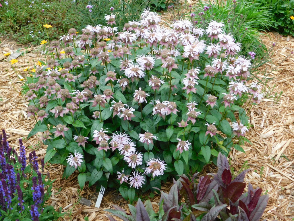 Bradbury's Bee Balm Plant - Monarda bradburiana - 2" Plug