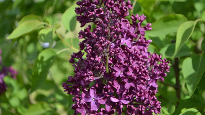 Monge Lilac