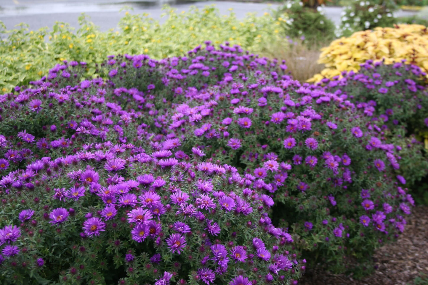 New England Aster Plant - Symphyotrichum novae-angliae - 2" Plug