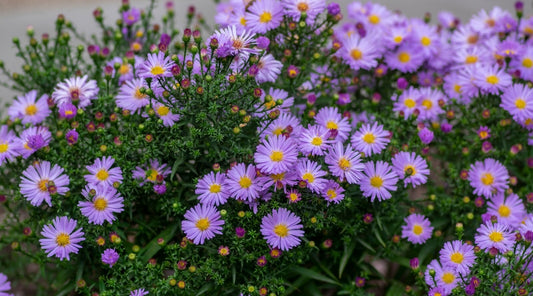 Symphyotrichum novi-belgii - New York Aster - Starter Plant