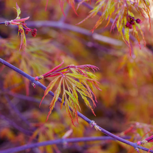 Japanese Maple Orangeola (Acer p. dissectum) - Branched
