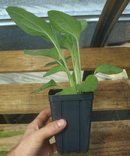 Black Eyed Susan Plant - Rudbeckia Hirta - 3.5" Pot