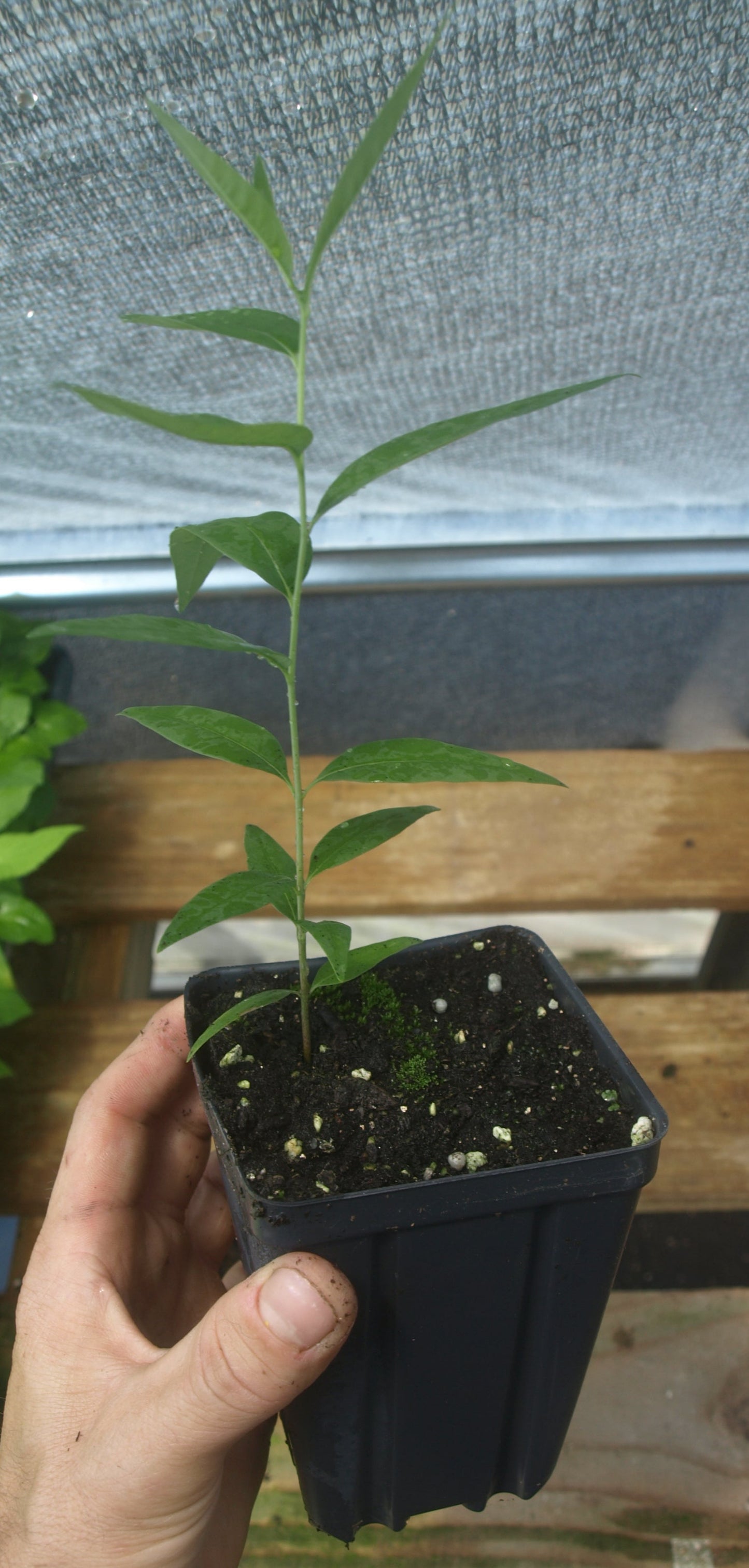 Eastern Bluestar Plant - Amsonia tabernaemontana - 3.5" Pot