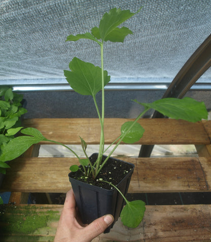Wild Golden Glow Plant - Rudbeckia laciniata - 3.5" Pot
