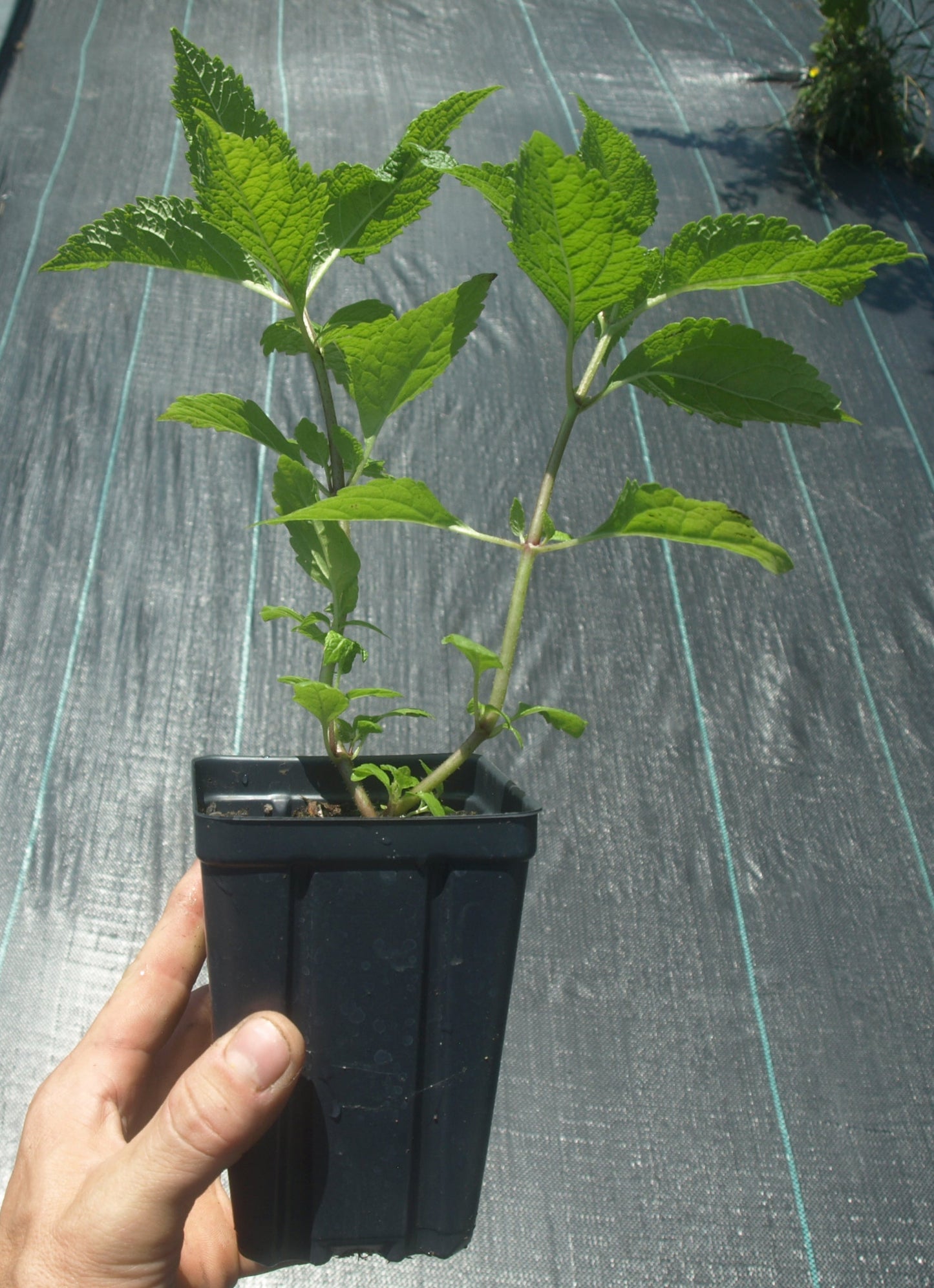 Joe Pye Weed Plant - Eutrochium maculatum - 3.5" Pot