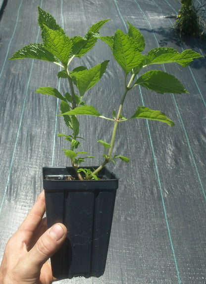 Joe Pye Weed Plant - Eutrochium maculatum - 3.5" Pot