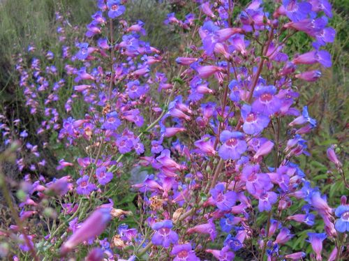 Penstemon spectabilis - Showy Penstemon - Starter Plant