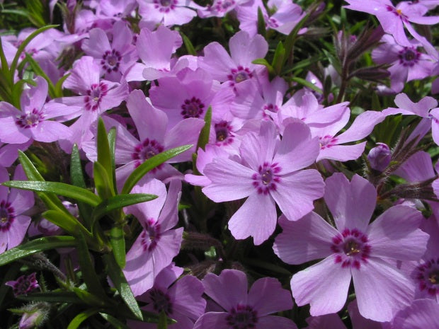 Phlox pilosa - Prairie Phlox - Starter Plant