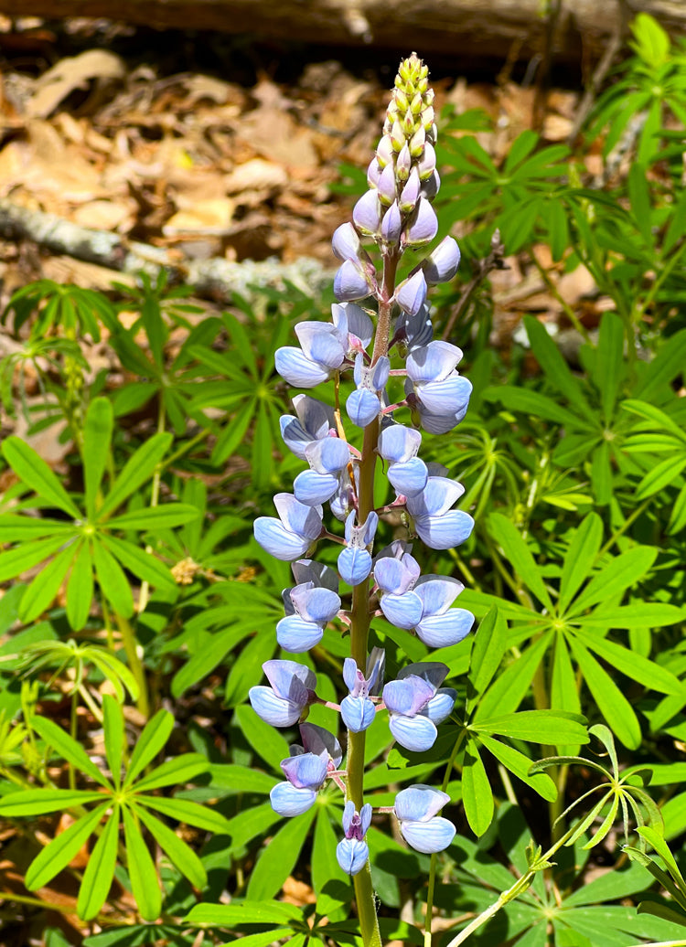 Sundial Lupine Plant - Lupinus perennis - 2" Plug