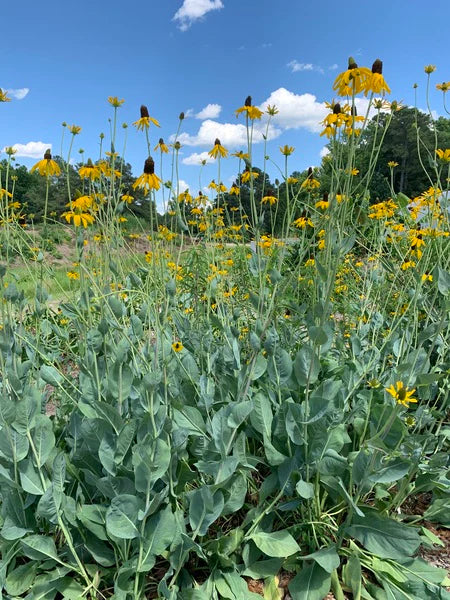 Great Giant Coneflower Plant - Rudbeckia maxima - 2" Plug