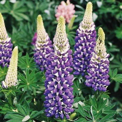 lupine plant in pot Governor Lupine Plant - Lupinus polyphyllus