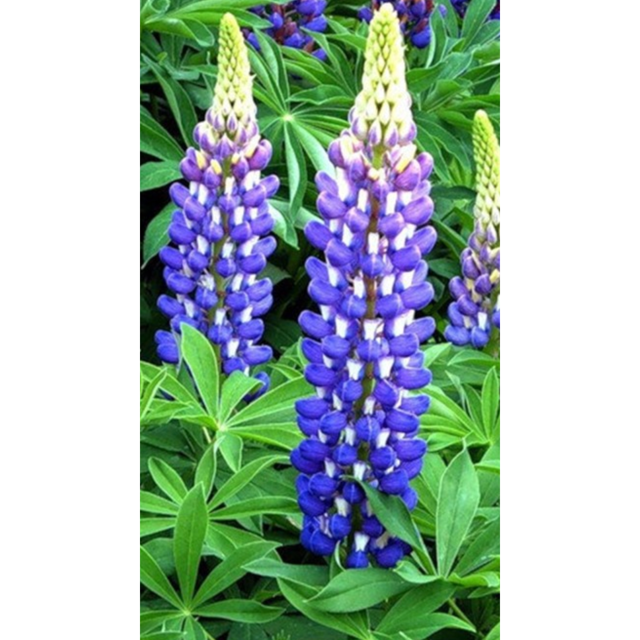 Blue Lupine - Zuba Plants