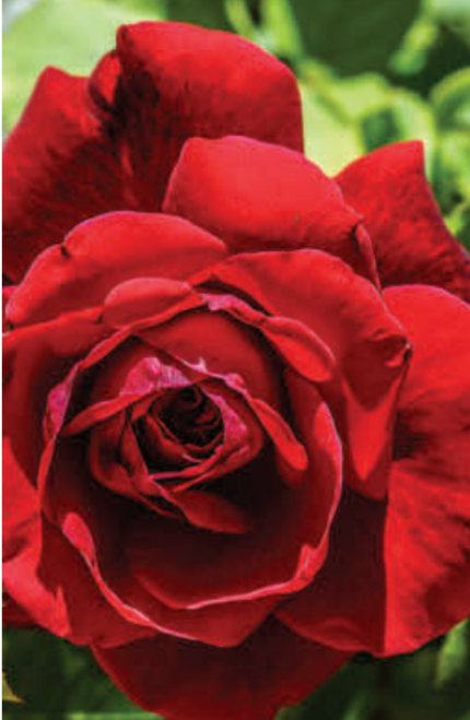 Don Ed Hards Roses Don Juan Climbing Rose - Hardy Rose Plant – Zuba Plants