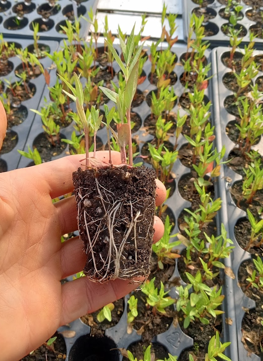 Showy Milkweed Plant - Asclepias speciosa  - 2" Plug
