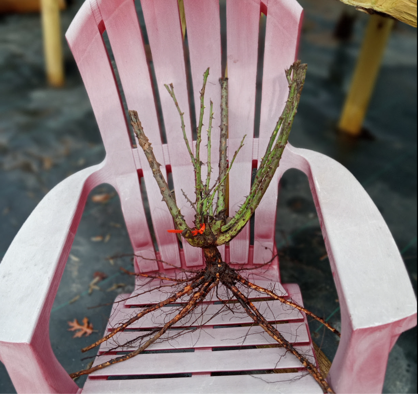 Avant Garde - Hardy Rose Plant