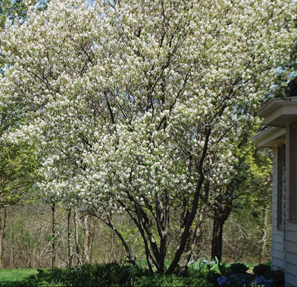 Autumn Brillance Serviceberry (Amelanchier) 4-5ft