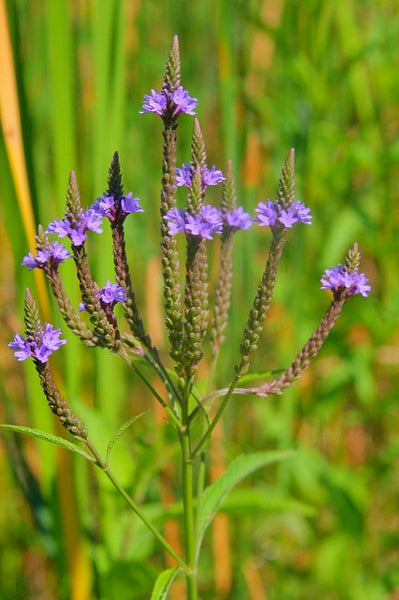 Verbena hastata - Blue Vervain - Starter Plant