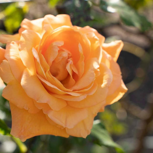 Tangerine Skies Climbing Rose - Hardy Rose Plant
