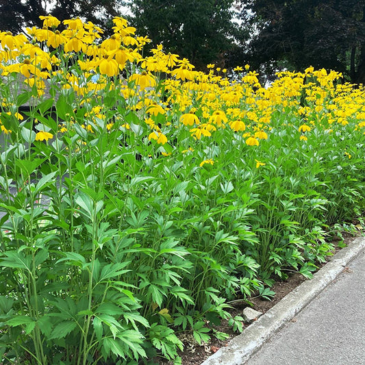 Wild Golden Glow Plant - Rudbeckia laciniata - 2" Plug