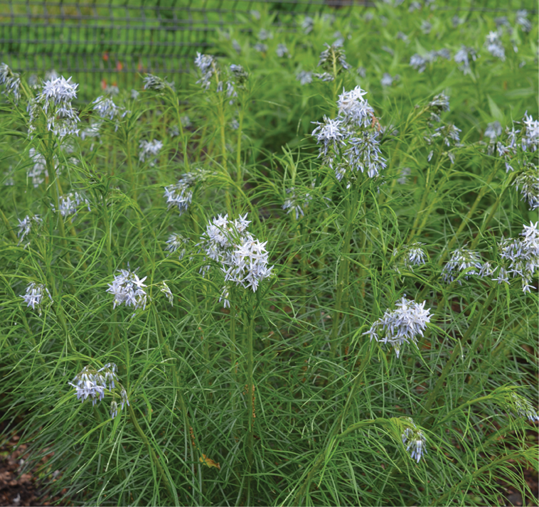 Ozark Bluestar Plant - Amsonia illustris - 2" Plug