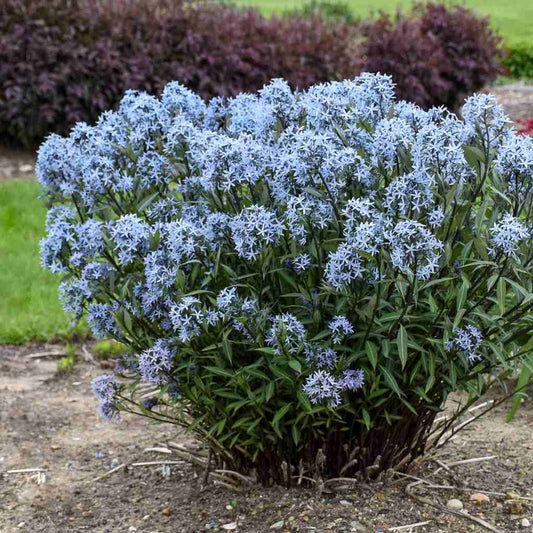 Eastern Bluestar Plant - Amsonia tabernaemontana  - 2" Plug