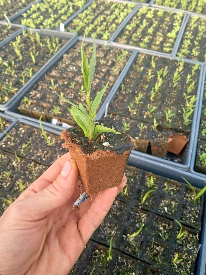 Ozark Bluestar Plant - Amsonia illustris - 2" Plug