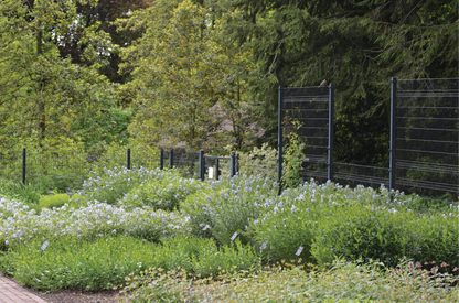 Ozark Bluestar Plant - Amsonia illustris - 2" Plug