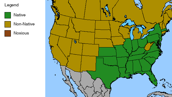 Eastern Bluestar Plant - Amsonia tabernaemontana  - 2" Plug