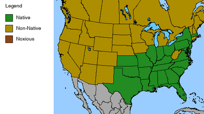 Eastern Bluestar Plant - Amsonia tabernaemontana  - 2" Plug