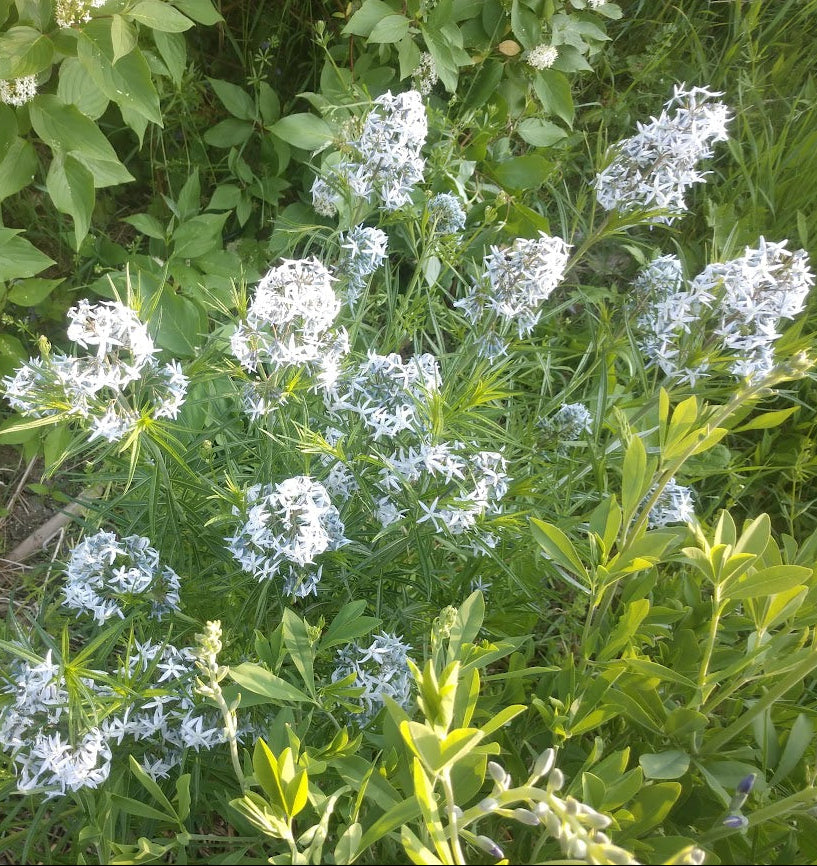 Ozark Bluestar Plant - Amsonia illustris - 2" Plug