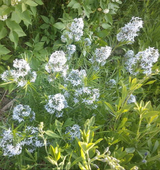 Ozark Bluestar Plant - Amsonia illustris - 2" Plug