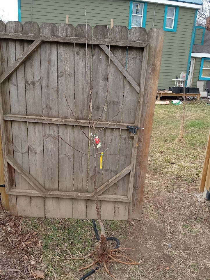 Freedom Apple Tree – Semi-Dwarf Rootstock