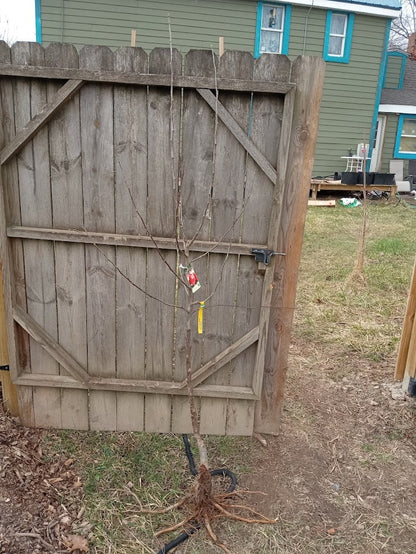 Freedom Apple Tree – Semi-Dwarf Rootstock