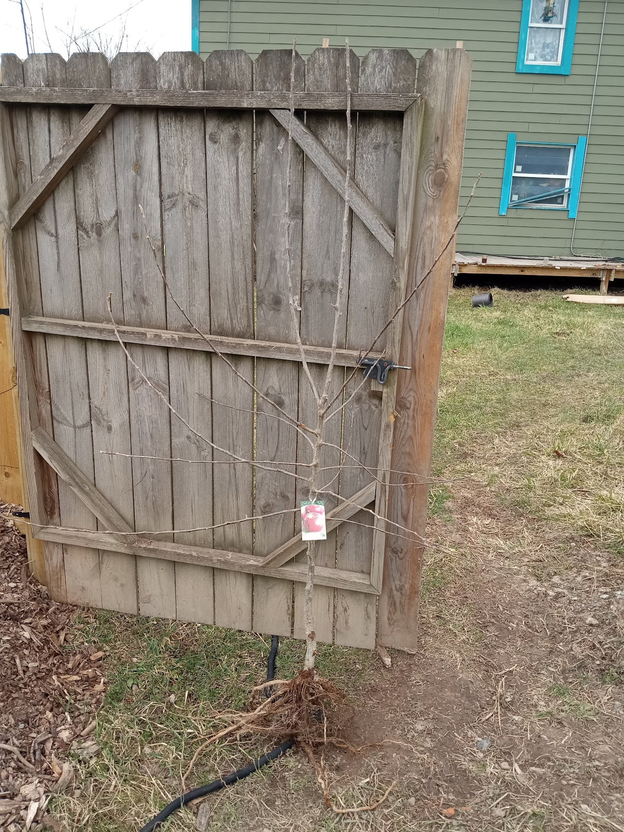 Williams Pride Apple (Malus domestica) – Semi-Dwarf