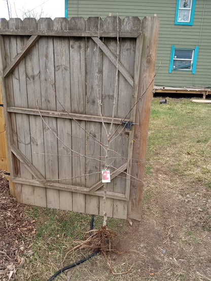 Williams Pride Apple (Malus domestica) – Semi-Dwarf