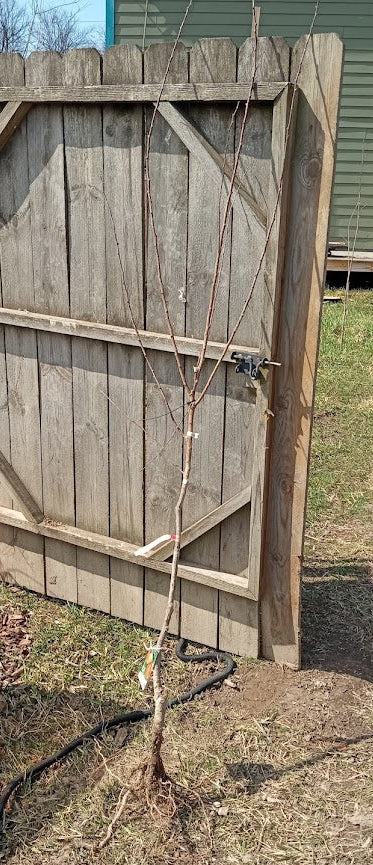 Harglow Apricot – Dwarf Rootstock