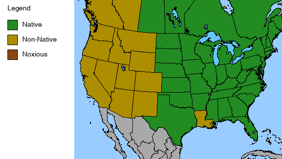 Woodland Columbine Plant - Aquilegia canadensis - 2" Plug