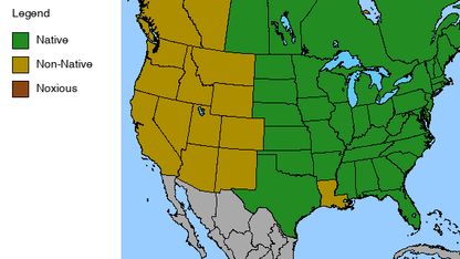 Woodland Columbine Plant - Aquilegia canadensis - 2" Plug