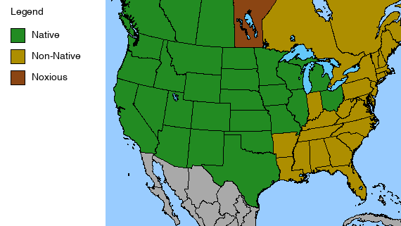 Showy Milkweed Plant - Asclepias speciosa  - 2" Plug